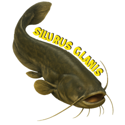 T-Shirt SILURUS GLANIS | Style Hors norme & Éthique | La Pêche en Ligne