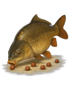 Carpe